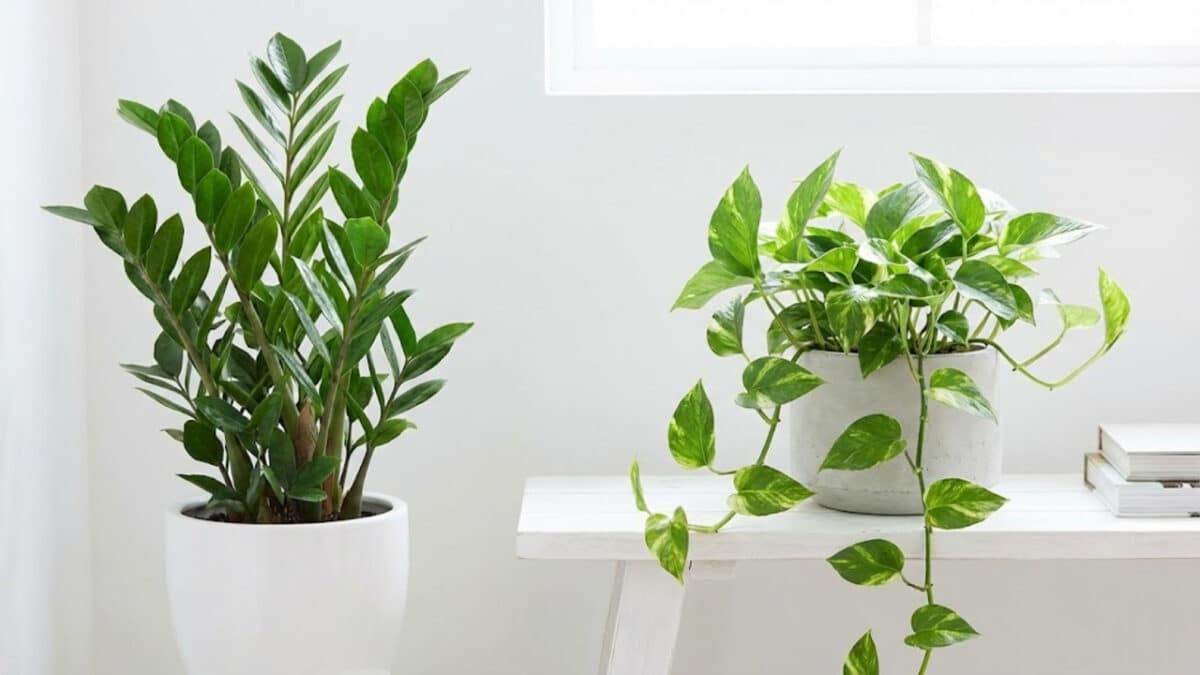 plantas fáceis de cuidar
