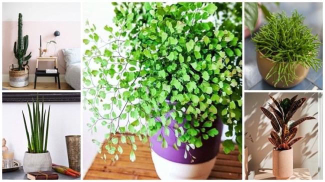 plantas que purificam o ar