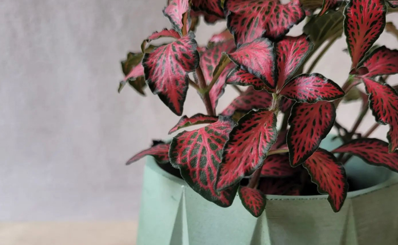 plantas pendentes para interior