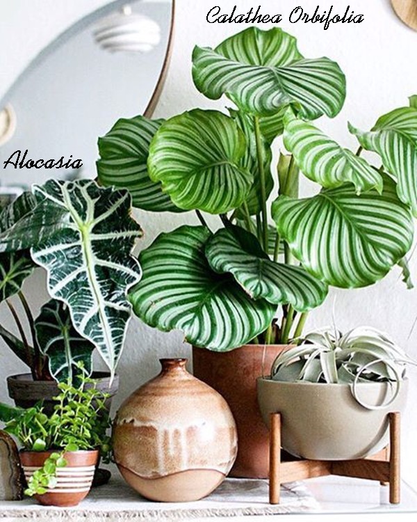 plantas seguras para pets