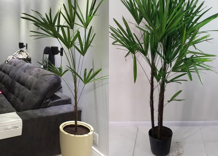 plantas para ambientes internos com pouca luz