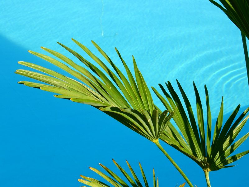 plantas para piscina com sol pleno