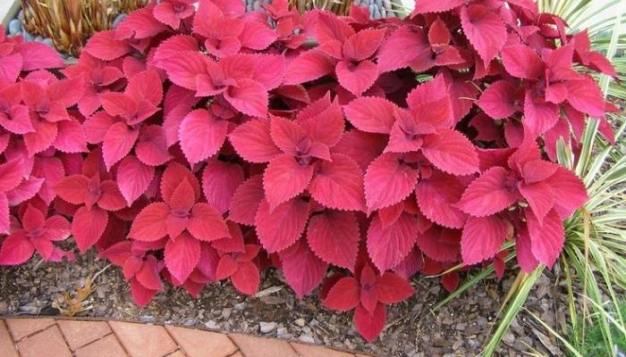 como escolher plantas para piscina