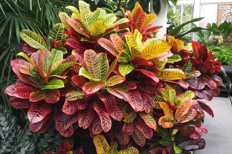 plantas para varanda ensolarada