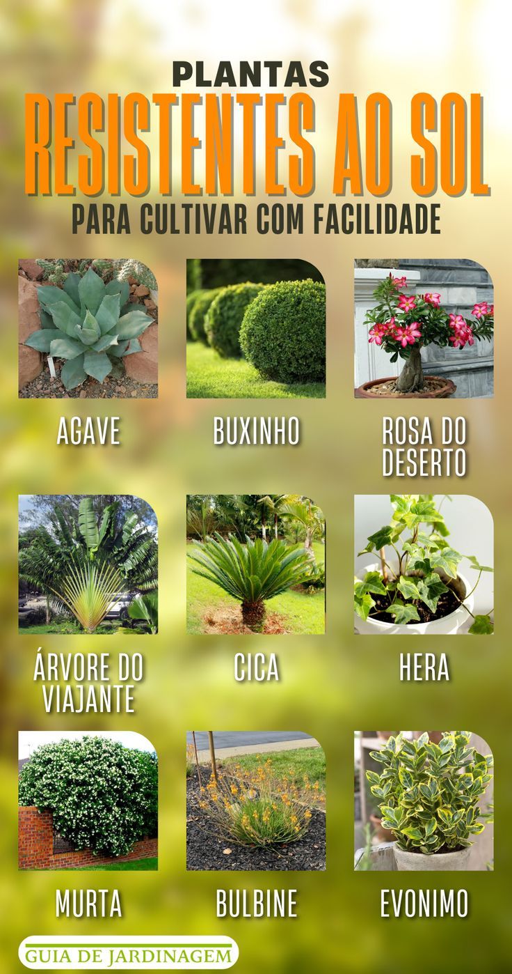 flores que aguentam sol forte