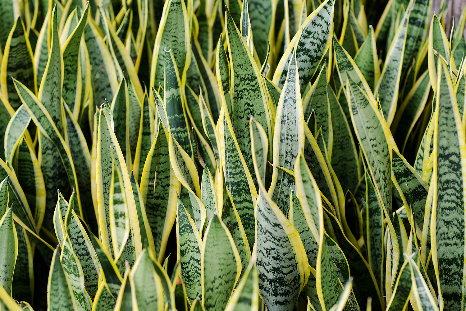 cactos para jardim externo