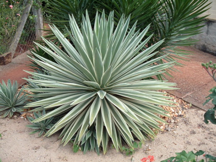 melhores plantas para quintal ensolarado