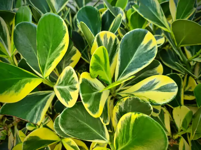 cactos para jardim externo