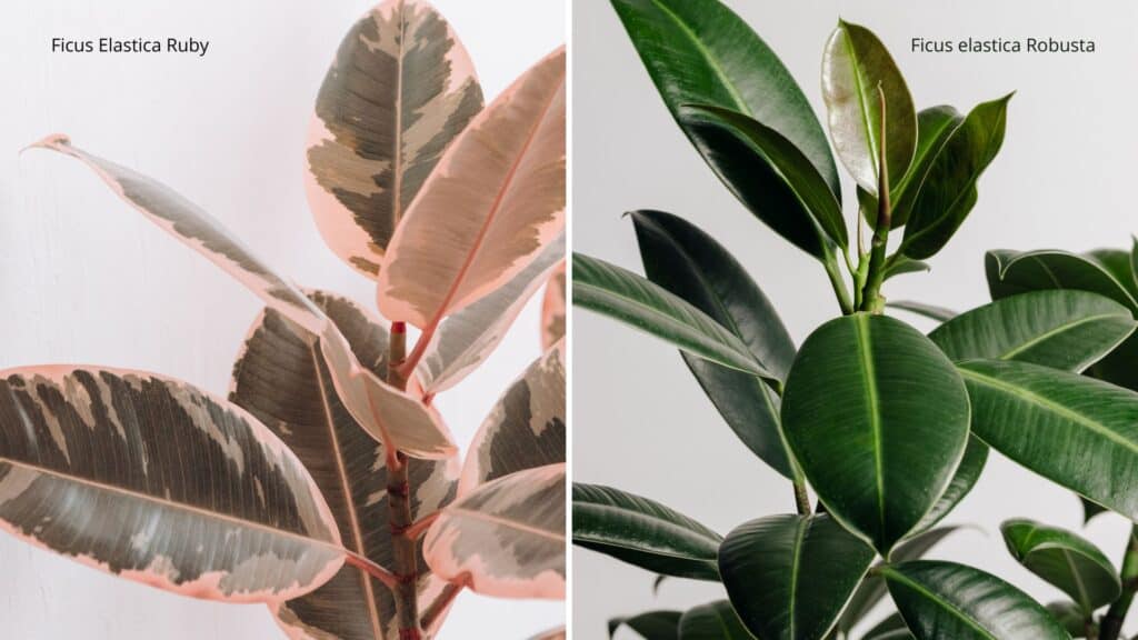 adubo para ficus elastica
