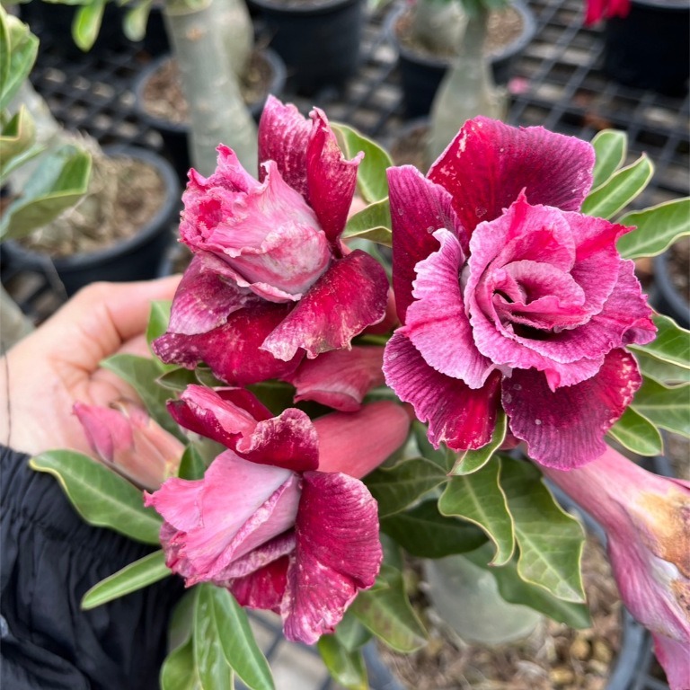 rosas azuis