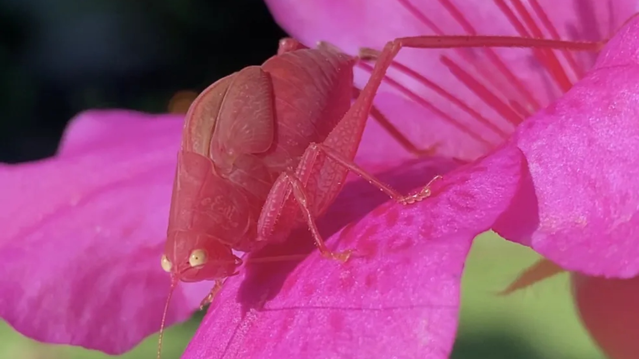 cuidados com rosas raras