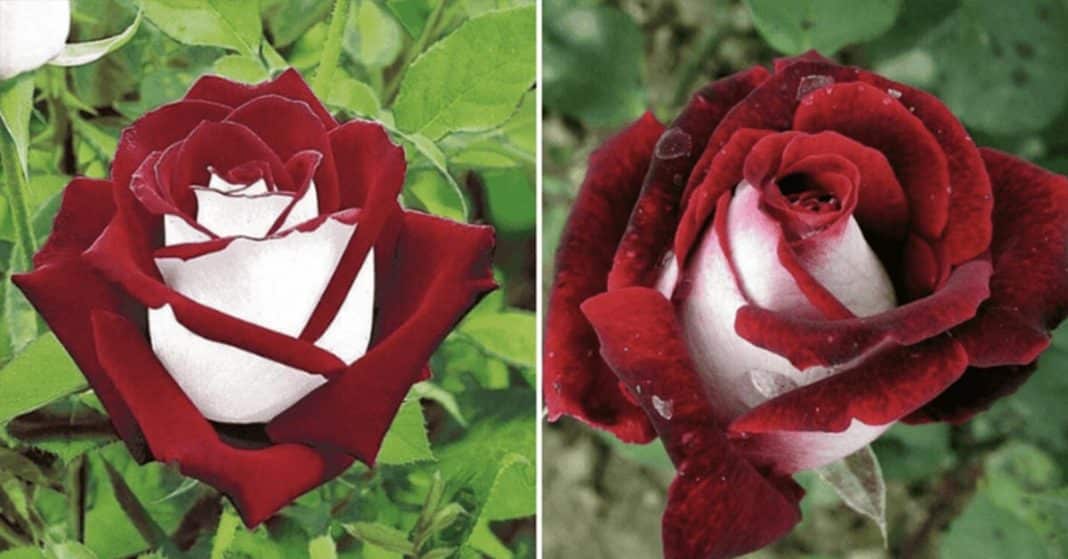 onde comprar rosas raras