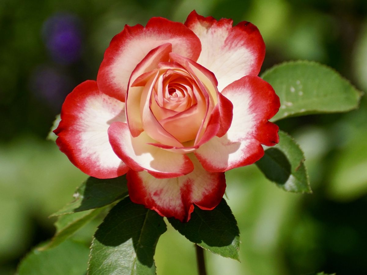 rosas perfumadas raras