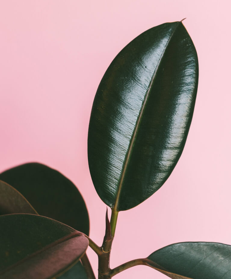 terra para ficus ruby barata