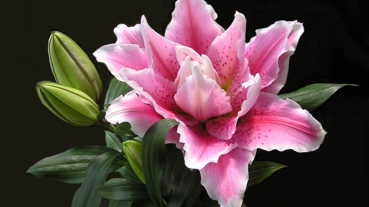 rosa do deserto cores raras