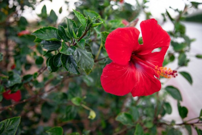 adenium obesum variedades