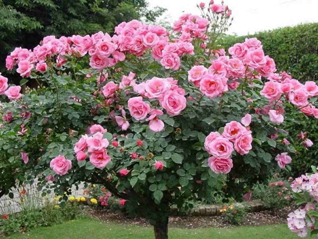 rosa do deserto preta