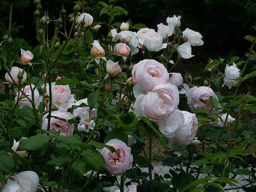 rosa do deserto cores raras