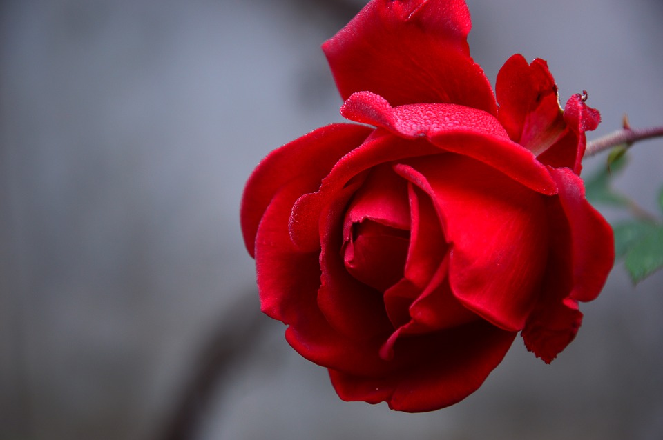 rosa do deserto black swan