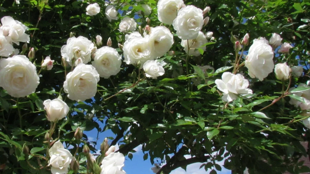 rosa floribunda resistente ao calor