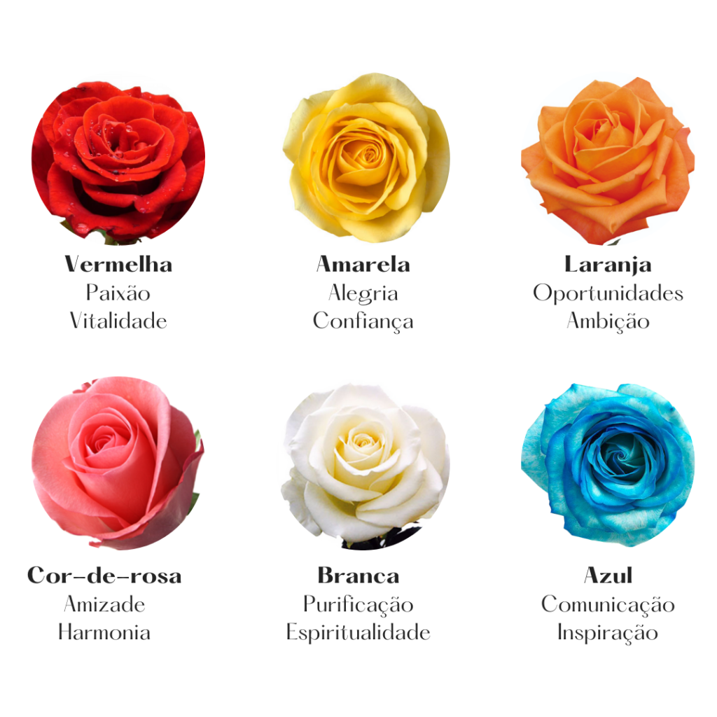 suculentas ornamentais resistentes ao sol