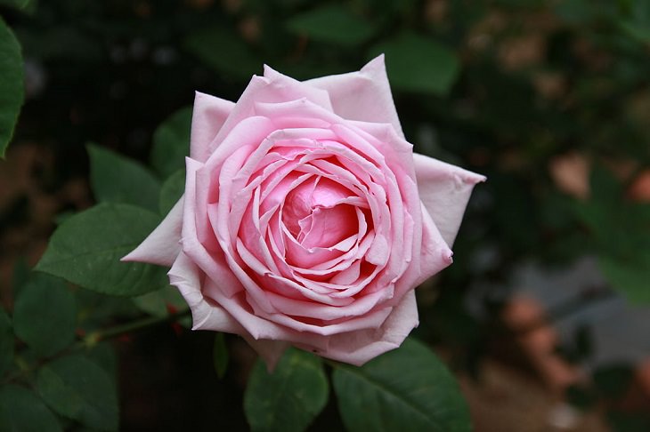 rosa do deserto roxa