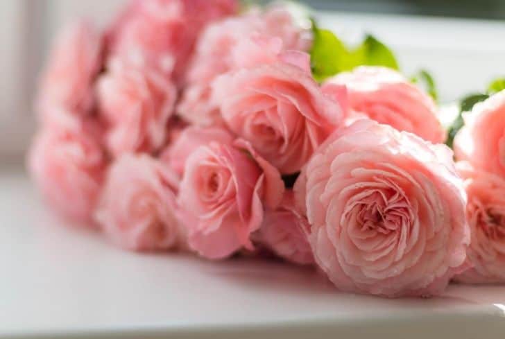 rosas raras para jardim