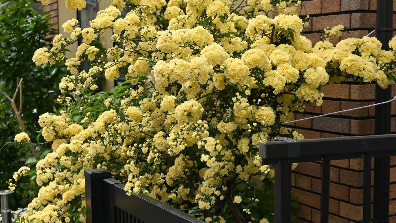 plantas para calor intenso Brasil