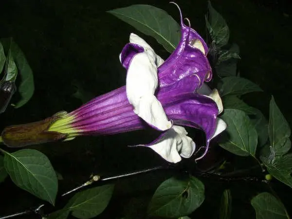 truque para ipomeia africana florir