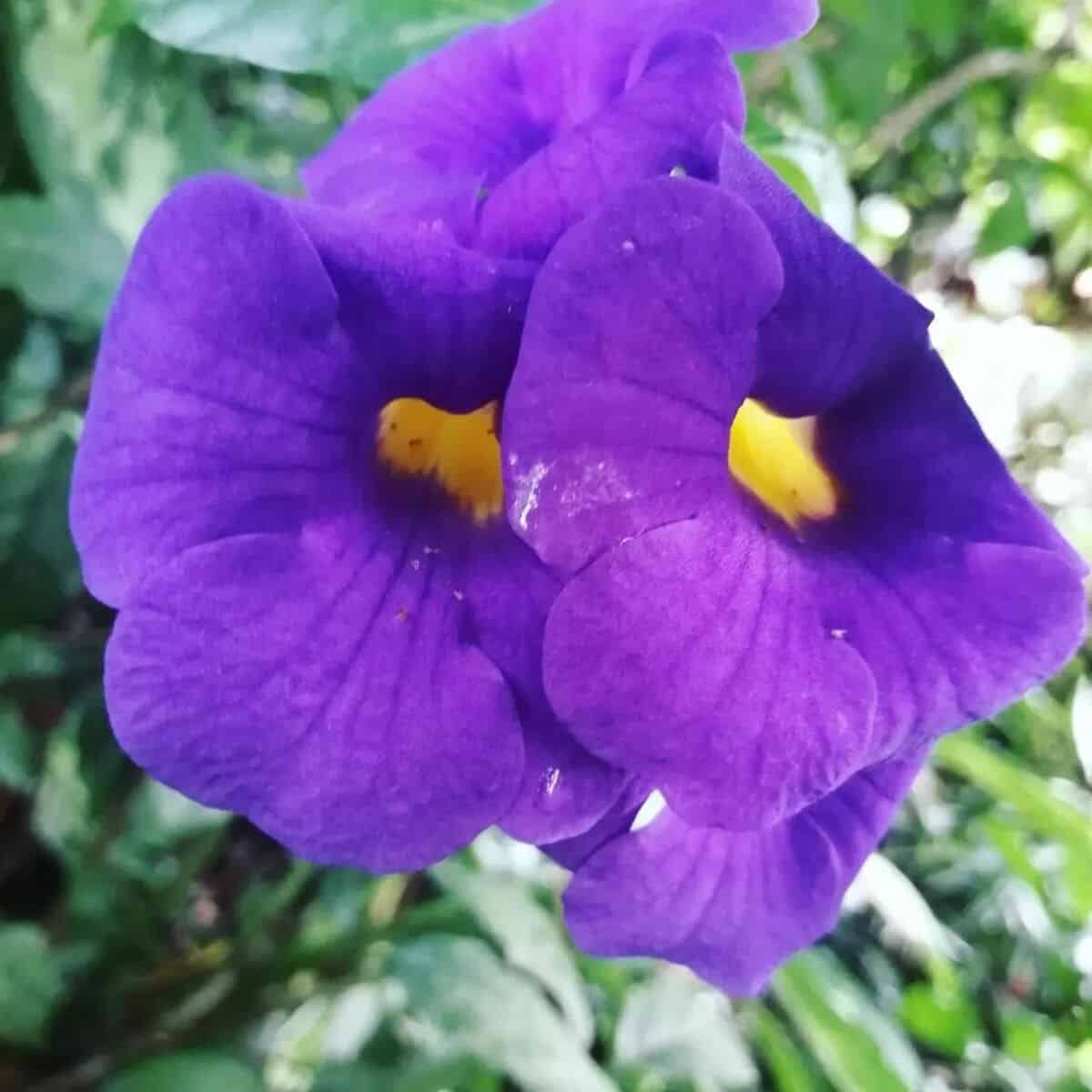 como fazer trombeta roxa florir o ano todo