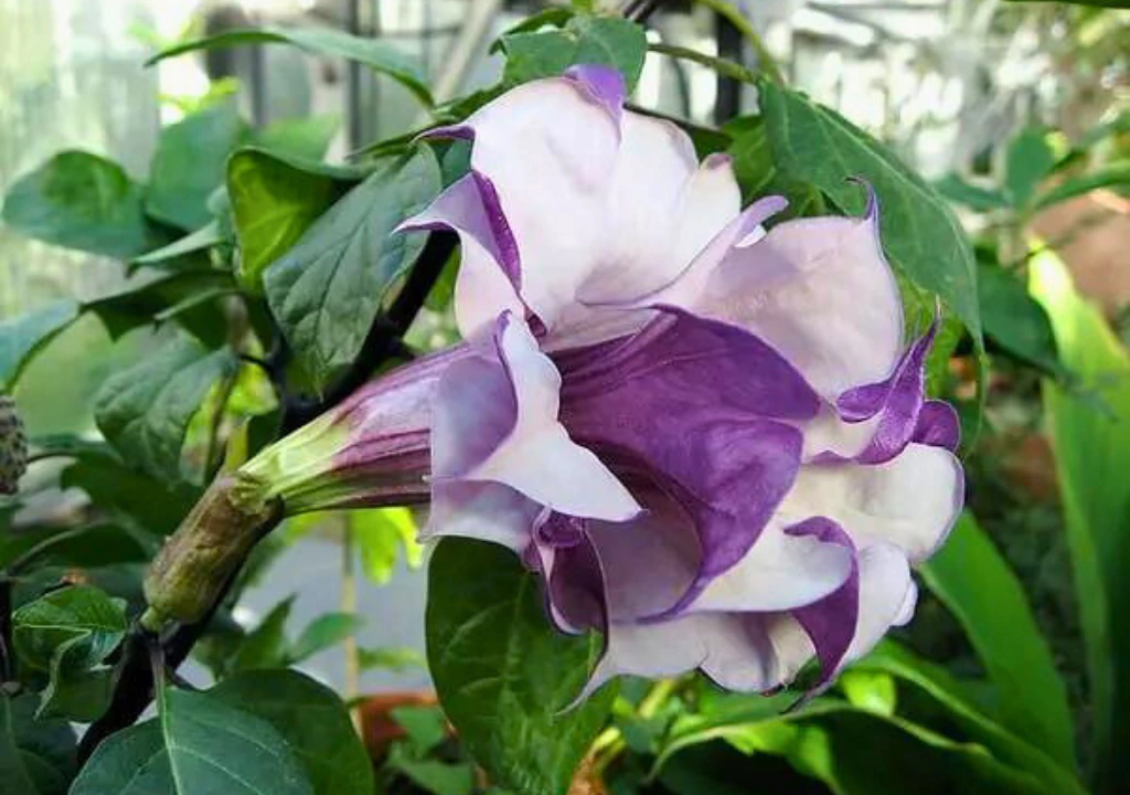 poda da ipomeia africana para floração