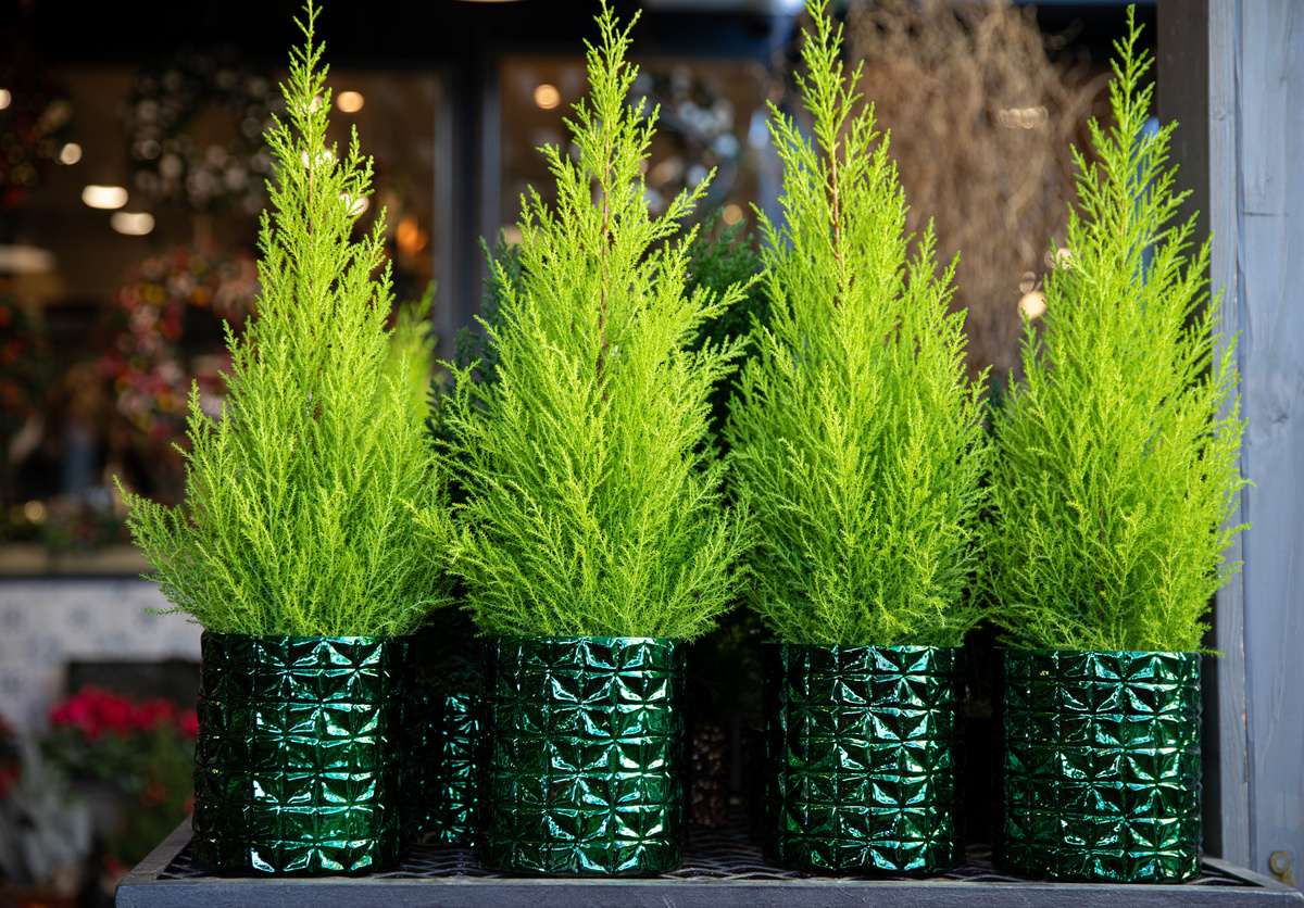 cupressus macrocarpa goldcrest